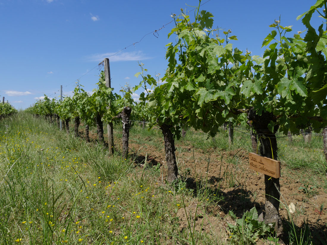 Виноградник на урожай